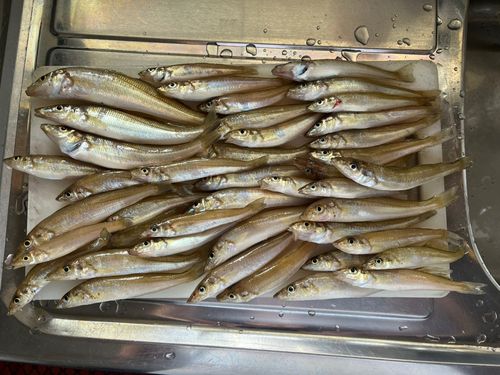 シロギスの釣果