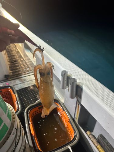スルメイカの釣果