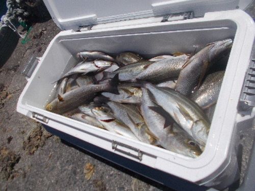 イサキの釣果