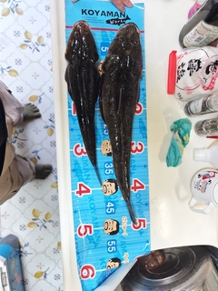 マゴチの釣果