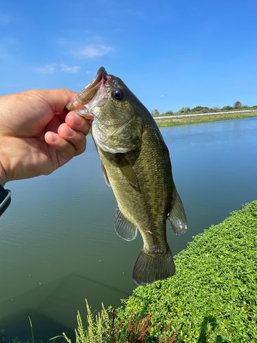 ブラックバス 西の州水門で釣れたブラックバスの釣り・釣果情報 - アングラーズ