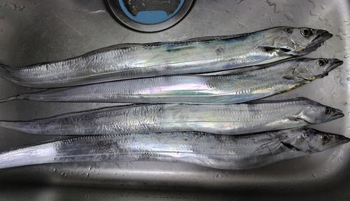 タチウオの釣果