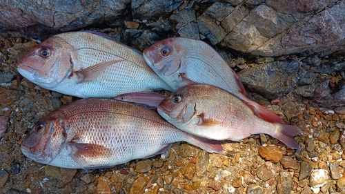 マダイの釣果