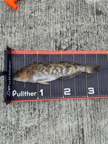 アイナメの釣果