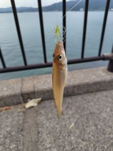 キスの釣果
