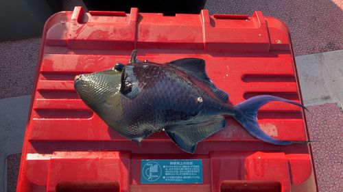 アカモンガラの釣果