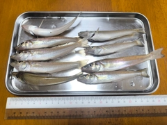 シロギスの釣果