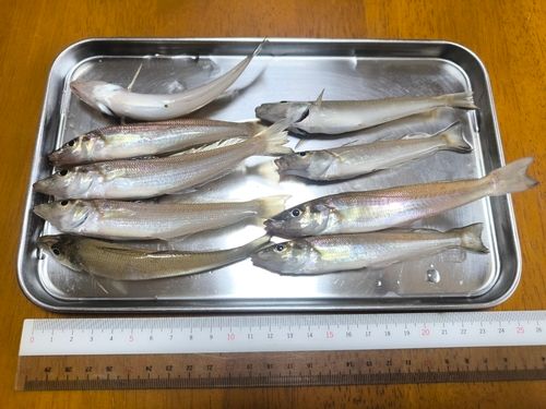 シロギスの釣果