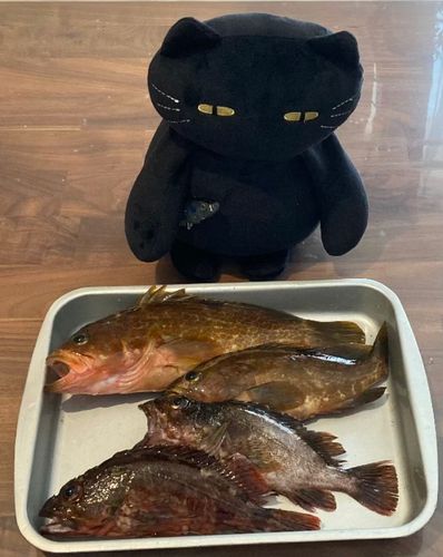 キジハタの釣果