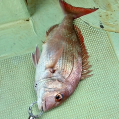 マダイの釣果