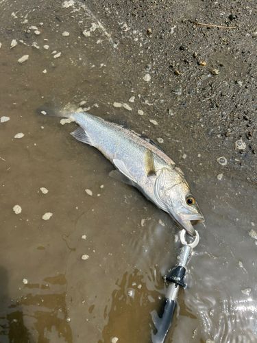 スズキの釣果