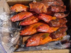 マルイカの釣果