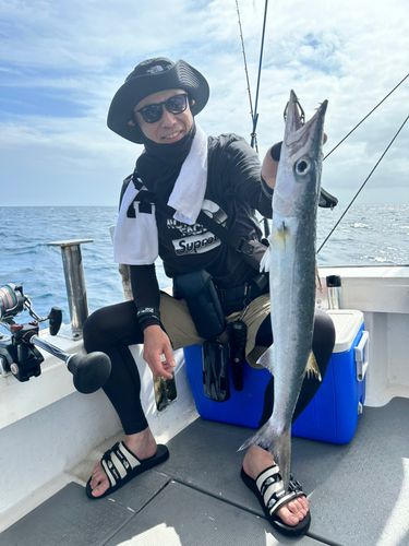 オニカマスの釣果