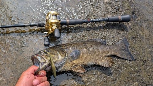 スモールマウスバスの釣果