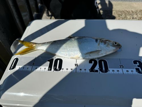 コノシロの釣果