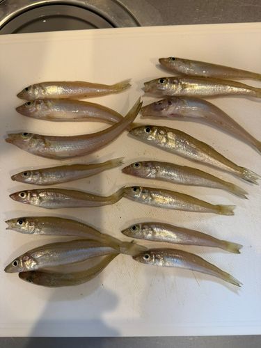 キスの釣果