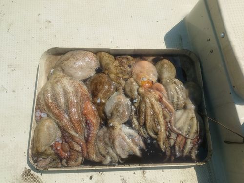タコの釣果