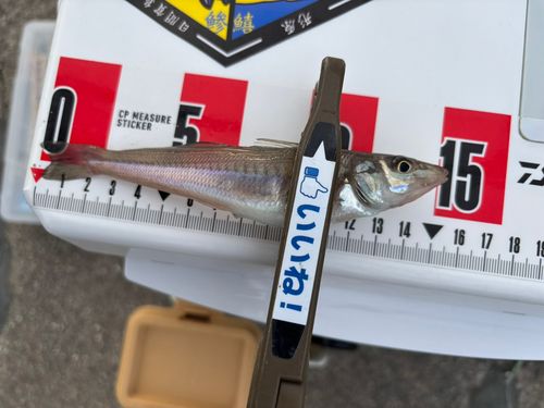シロギスの釣果