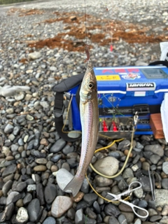 シロギスの釣果