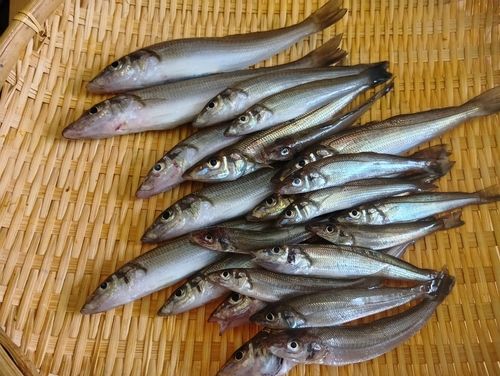 シロギスの釣果