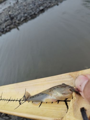 マハゼの釣果