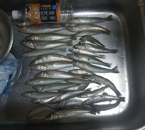 キスの釣果