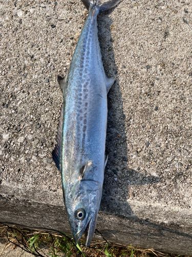 サゴシの釣果