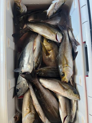 イサキの釣果