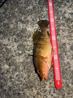 アコウの釣果
