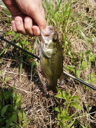 ラージマウスバスの釣果