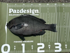 メジナの釣果