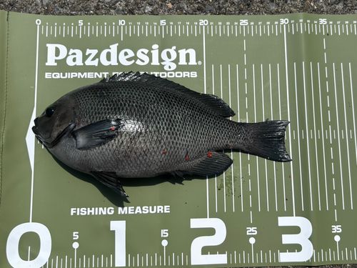 メジナの釣果