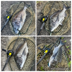釣果