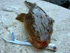 マゴチの釣果