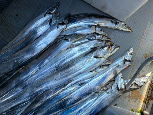 タチウオの釣果
