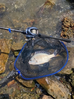 キビレの釣果