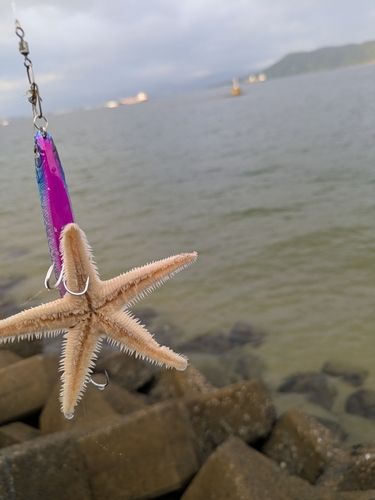 シロギスの釣果