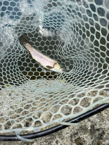 ニジマスの釣果
