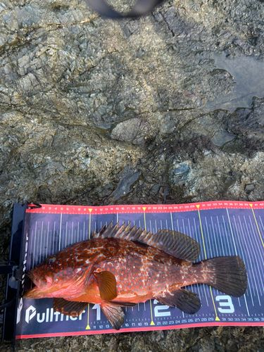 キジハタの釣果
