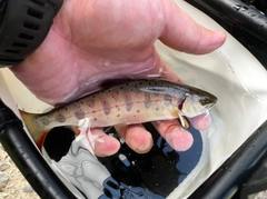 アマゴの釣果