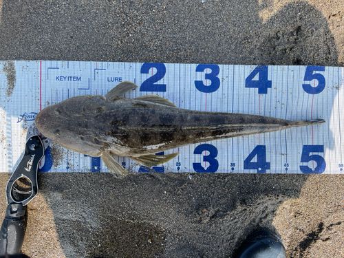 マゴチの釣果