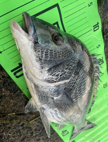チヌの釣果