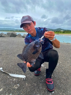 イシガキダイの釣果