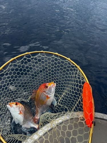 レンコダイの釣果