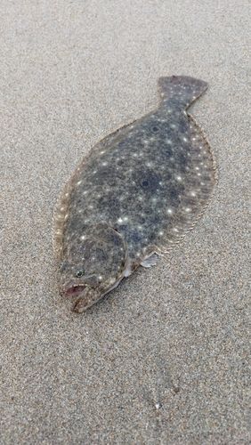 ソゲの釣果