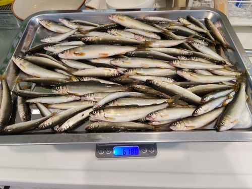 コアユの釣果