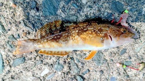アイナメの釣果
