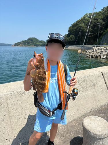 キジハタの釣果