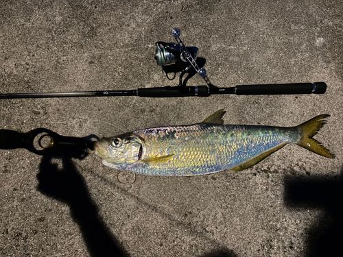 ヒラの釣果
