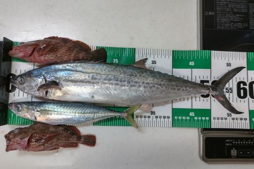 サゴシの釣果
